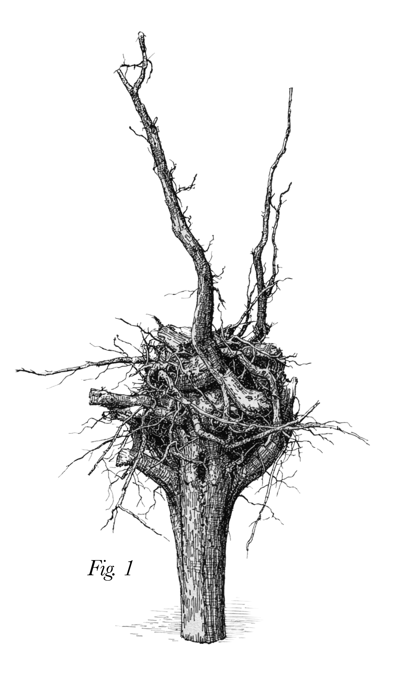 Tree Root